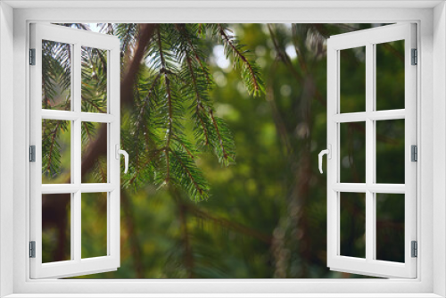 Fototapeta Naklejka Na Ścianę Okno 3D - The Beautiful green christmas tree. macro shooting