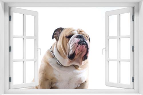 Fototapeta Naklejka Na Ścianę Okno 3D - English Bulldog portrait