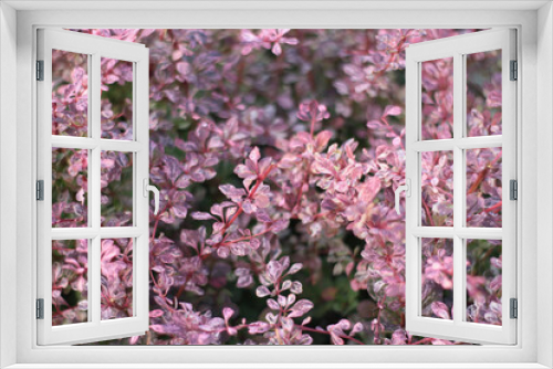 Fototapeta Naklejka Na Ścianę Okno 3D - pink and white leaves on bushes