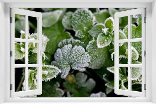 Fototapeta Naklejka Na Ścianę Okno 3D - plantes