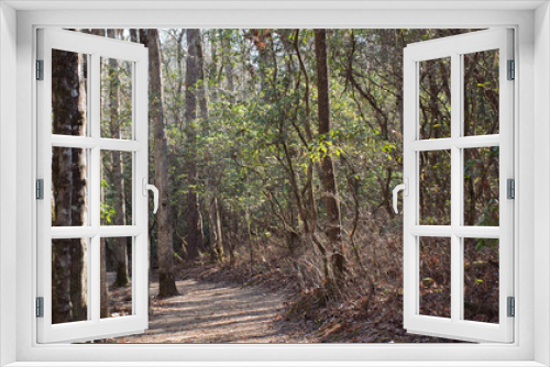 Fototapeta Naklejka Na Ścianę Okno 3D - Trees in DuPont State Forest, in Asheville, NC
