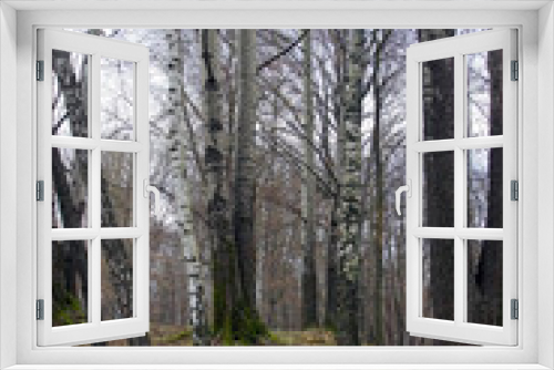 Fototapeta Naklejka Na Ścianę Okno 3D - Fall. Cloudy November. Nice view in the old park. White birch trunks