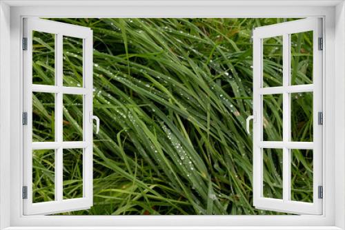 Fototapeta Naklejka Na Ścianę Okno 3D - Raindrops on the green grass on a summer day