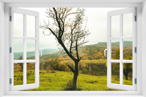 Fototapeta Naklejka Na Ścianę Okno 3D - Beautiful autumn landscape with lone tree stands in a green field. Nature in Europe. Amazing place for travel.