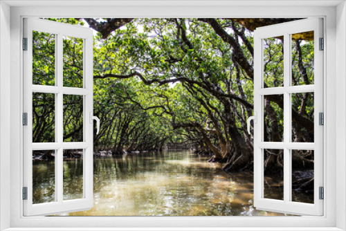Fototapeta Naklejka Na Ścianę Okno 3D - The virgin mangrove forests of Amami Oshima_14