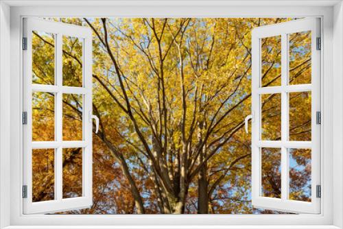 Fototapeta Naklejka Na Ścianę Okno 3D - 秋の青空と紅葉したケヤキの木　11月