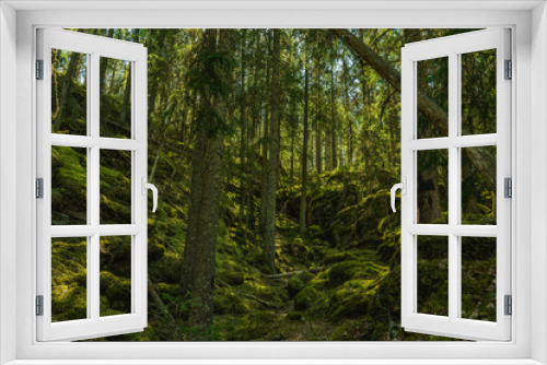 Fototapeta Naklejka Na Ścianę Okno 3D - Wild grown forest growing up a mountainside in Sweden