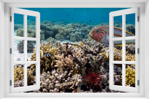 Fototapeta Naklejka Na Ścianę Okno 3D - Underwater coral reef background and sea urchin