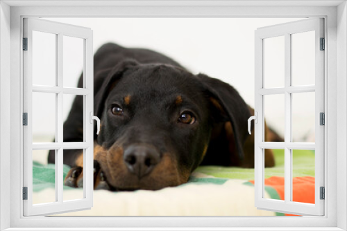 Fototapeta Naklejka Na Ścianę Okno 3D - Black puppy waiting on his bed.