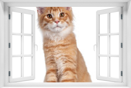 Fototapeta Naklejka Na Ścianę Okno 3D - Handsome red (orange) Maine Coon cat kitten, sitting facing front. Looking towards camera with cute head tilt. Isolated on white background.