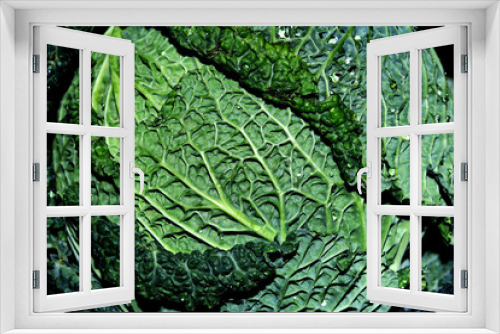 Fototapeta Naklejka Na Ścianę Okno 3D - Savoy Cabbage - close up