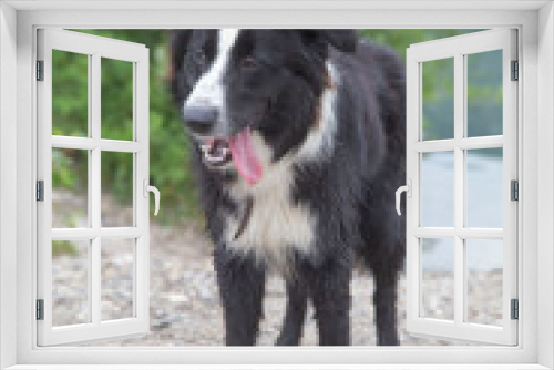 Fototapeta Naklejka Na Ścianę Okno 3D - Chien Border Collie