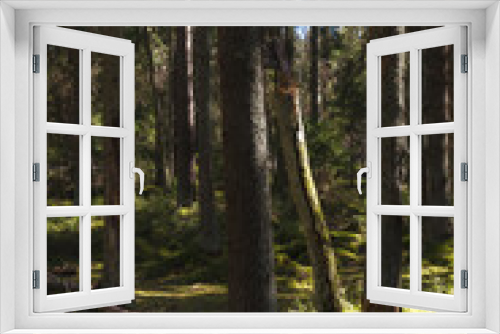 Fototapeta Naklejka Na Ścianę Okno 3D - Pine forest environment lit by sun rays. Play of light, shadows and green color.