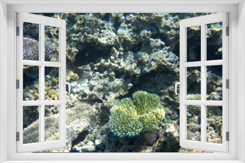 Fototapeta Naklejka Na Ścianę Okno 3D - A view of coral reef in the sea