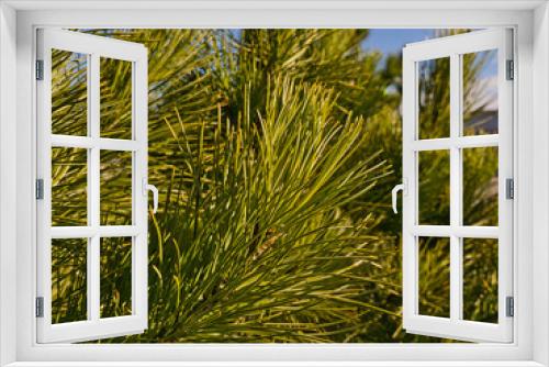 Fototapeta Naklejka Na Ścianę Okno 3D - Young fluffy cedar twig with long green needles under a blue sky against other cedar twigs, urban environment.