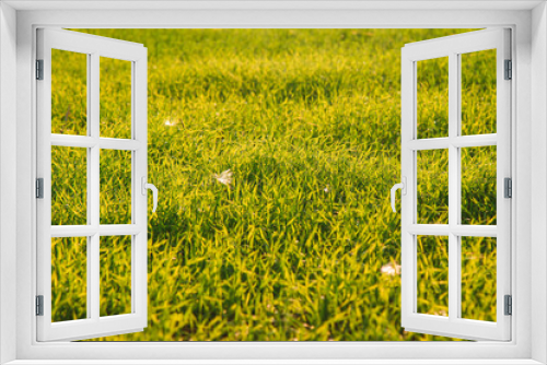 Fototapeta Naklejka Na Ścianę Okno 3D - fresh green grass in the sun rays in spring