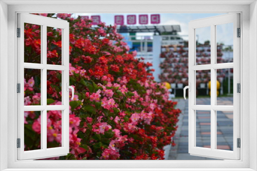 Fototapeta Naklejka Na Ścianę Okno 3D - pretty pink flower named Begonia semperflorens