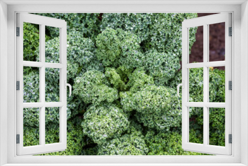 Fototapeta Naklejka Na Ścianę Okno 3D - Curly kale plant in allotment, after rain. Fresh veg.