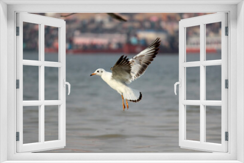 Fototapeta Naklejka Na Ścianę Okno 3D - Siberian bird flying in Ganges river in Varanasi || Siberian bird flying in Ganges || Siberian birds || varanasi ganga ghat || ganga river in varanasi || benaras ganga ghat