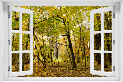 Fototapeta Naklejka Na Ścianę Okno 3D - Gold trees in the park. Autumn forest.