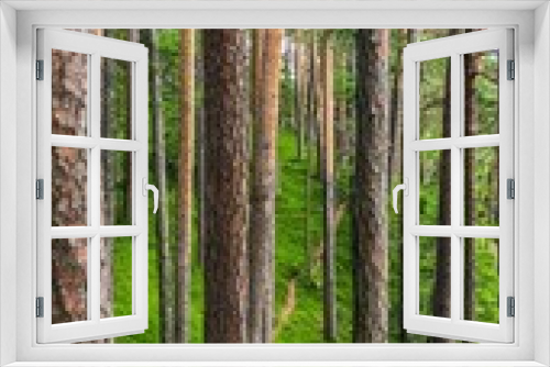 Fototapeta Naklejka Na Ścianę Okno 3D - Wald 