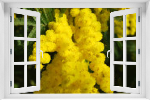 Fototapeta Naklejka Na Ścianę Okno 3D - Mimosa flower 541