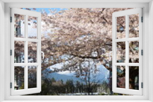 Fototapeta Naklejka Na Ścianę Okno 3D - View of Vancouver downtown Coal Harbor cityscape and cherry blossom  during Springtime at Vancouver west end,  British Columbia,  Canada.