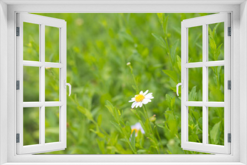 Fototapeta Naklejka Na Ścianę Okno 3D - White daisies on bright summer day.