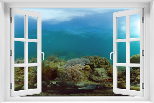 Fototapeta Naklejka Na Ścianę Okno 3D - Tropical fishes and coral reef at diving. Beautiful underwater world with corals and fish. 360 panorama VR