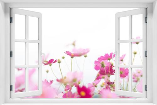 Fototapeta Naklejka Na Ścianę Okno 3D - 美しく咲く秋桜(山口県）