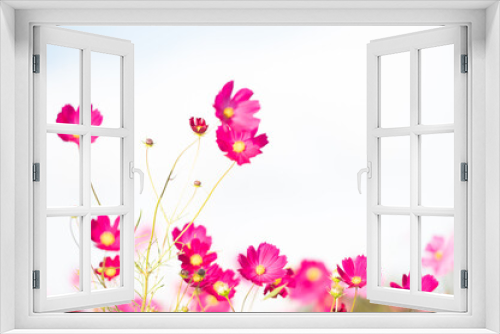 Fototapeta Naklejka Na Ścianę Okno 3D - 美しく咲く秋桜(山口県）