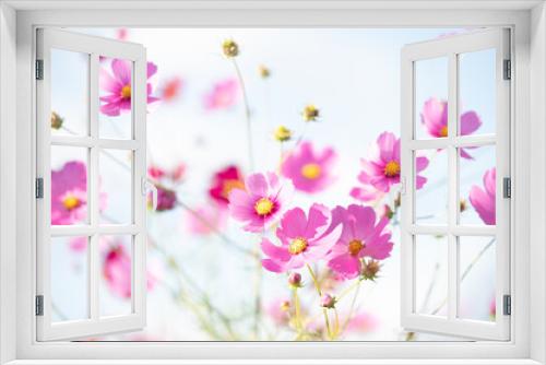 Fototapeta Naklejka Na Ścianę Okno 3D - 秋晴れに美しく咲く秋桜(山口県）