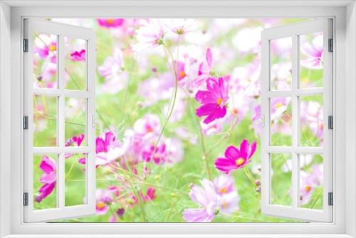 Fototapeta Naklejka Na Ścianę Okno 3D - 秋晴れに美しく咲く秋桜