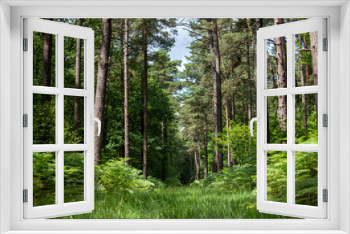 Fototapeta Naklejka Na Ścianę Okno 3D - Forêt arbre vert