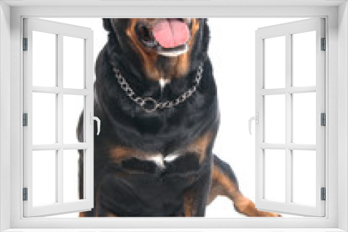 Fototapeta Naklejka Na Ścianę Okno 3D - chien Rottweiler