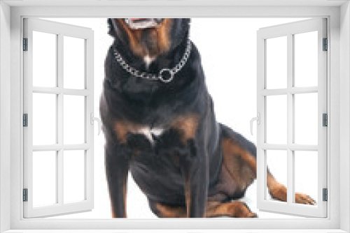 Fototapeta Naklejka Na Ścianę Okno 3D - Rottweiler assis
