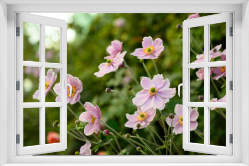 Fototapeta Naklejka Na Ścianę Okno 3D - pink flowers in a garden