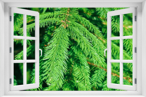Fototapeta Naklejka Na Ścianę Okno 3D - Christmas fir branches Background. Christmas pine tree wallpaper. Copy space. Banner.