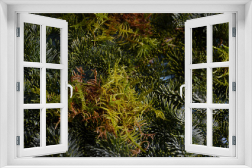 Fototapeta Naklejka Na Ścianę Okno 3D - Tannenzweige