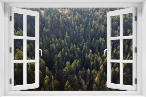Fototapeta Naklejka Na Ścianę Okno 3D - Pine tree Forest Aerial