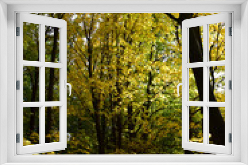 Fototapeta Naklejka Na Ścianę Okno 3D - Autumn trees fall colours