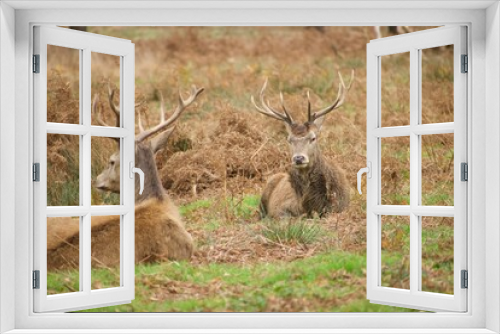 Fototapeta Naklejka Na Ścianę Okno 3D - Two red deers are sitting on the green and yellow grass and having rest