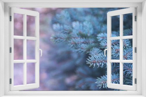 Fototapeta Naklejka Na Ścianę Okno 3D - Fir tree branches with frost drops on needles. Winter background in gradient trendy colors. Merry christmas and Happy New Year greeting card, postcard, invitation, wallpaper.