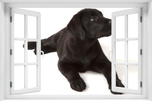 Fototapeta Naklejka Na Ścianę Okno 3D - Black Labrador Retriever Puppy