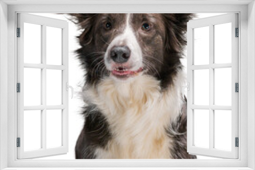 Fototapeta Naklejka Na Ścianę Okno 3D - Border Collie dog breed on a white background, isolate