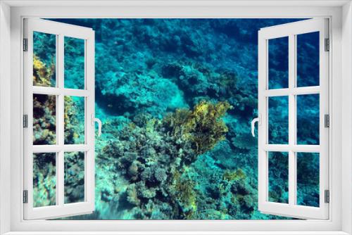 Fototapeta Naklejka Na Ścianę Okno 3D - Tropical coral reef. Ecosystem and environment. Egypt. Near Sharm El Sheikh