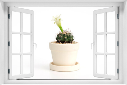 Fototapeta Naklejka Na Ścianę Okno 3D - Cactus has a flower in a pot on a white background.