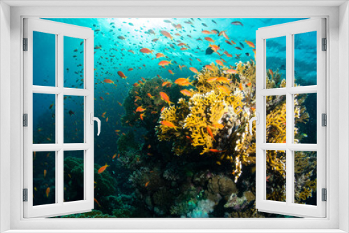 Fototapeta Naklejka Na Ścianę Okno 3D - Korallenriff in Ägypten
