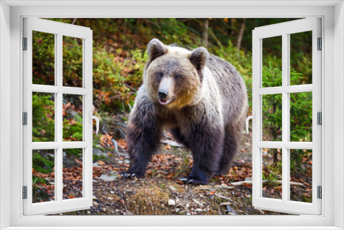 Fototapeta Naklejka Na Ścianę Okno 3D - Young european brown bear in the authumn forest