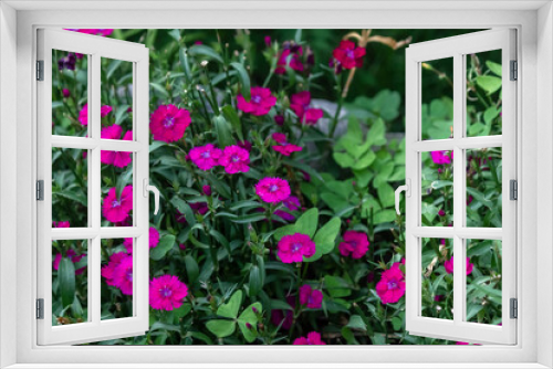 Fototapeta Naklejka Na Ścianę Okno 3D - Dianthus Barbatus flowers blooming in a garden